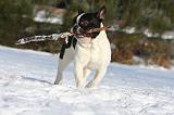 BOULEDOGUE FRANCAIS 949
